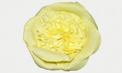 Gaiši dzeltens papīra zieds