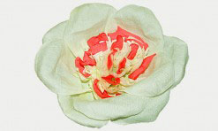 Divkrāsu papīra zieds (gaiši zaļš, sarkans)