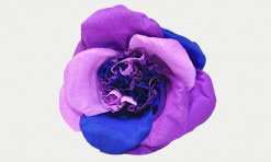 Violets papīra zieds