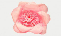 Gaiši rozā zieds