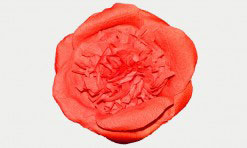 Sarkans papīra zieds