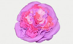Divkrāsu papīra zieds (rozā, violets)