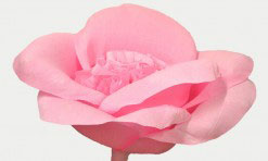 Gaiši rozā papīra zieds