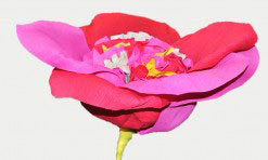 Divkrāsu papīra zieds (sarkans, rozā)