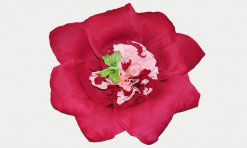 Divkrāsu papīra zieds (sarkans, rozā)
