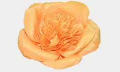 Oranžs papīra zieds